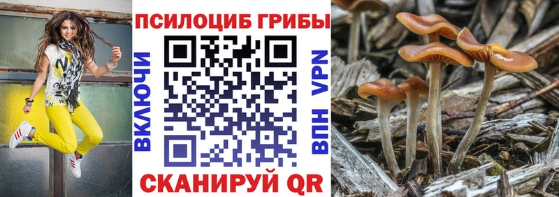Купить закладки  Ковдор  Псилоцибиновые грибы GOLDEN TEACHER 